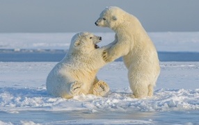 Two polar bears in the snow