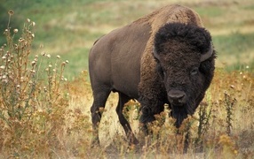 Big bison on the grass