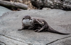 Cute otter is resting on a stone