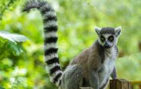 Large lemur with long striped tail
