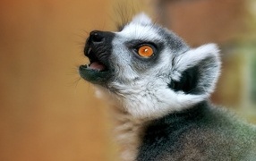 Lemur head with yellow eyes