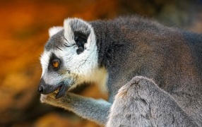 Lemur with open mouth close up