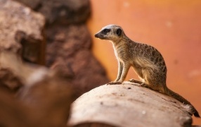 Little meerkat on a stone close-up