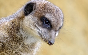 Meerkat head close up