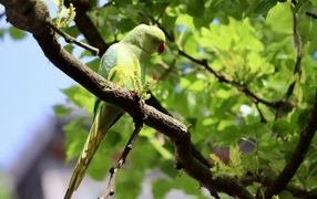 Большой зеленый попугай сидит на ветке дерева