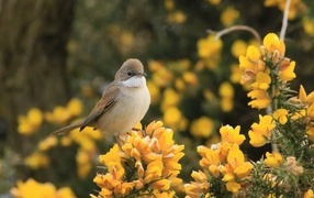 Маленькая серая птичка сидит на ветке с желтыми цветами