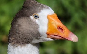 Blue-eyed domestic goose with orange beak