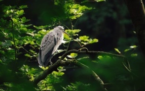 Gray heron sitting on a tree branch