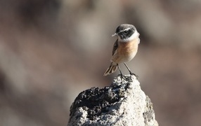 Маленькая птица сидит на камне