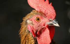 Rooster head with red comb