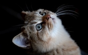 Beautiful purebred cat looks up