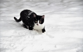 Black and white cat walking in the snow