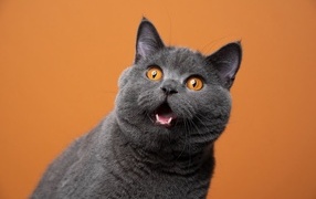 British cat with open mouth on orange background