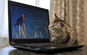 Любопытный серый кот с ноутбуком