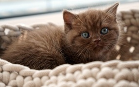 Милый котенок породы британская короткошерстная