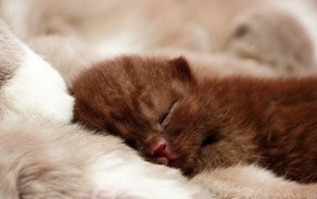Cute sleeping brown kitten