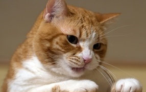 Displeased red cat close-up