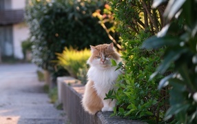 Fluffy red and white cat sits by the bush