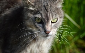 Gray cat with green eyes outdoors