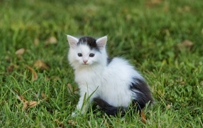 Little black and white kitten sits on green grass