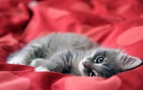 Little gray kitten on a red blanket