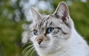 Muzzle of a blue-eyed thoroughbred cat