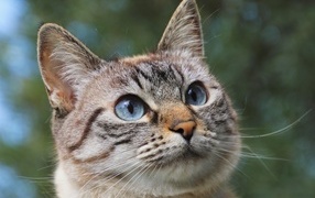 Muzzle of a purebred cat with blue eyes