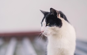 Морда серьезного черно-белого кота