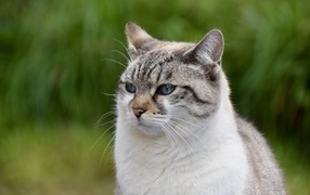 Pensive purebred cat