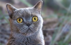 Purebred British cat with big yellow eyes