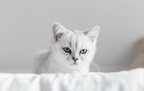 Породистый котенок сидит на белом покрывале