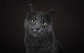 Russian blue cat on a black background