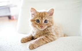 Surprised look of a small red kitten