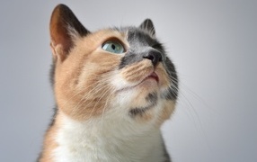 Трехцветная кошка на сером фоне