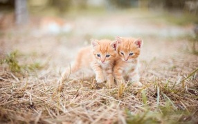 Two little red kittens are standing on the grass
