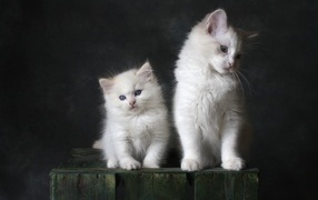 Two small white kittens on a gray background