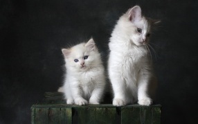 Two white kittens are sitting on a box