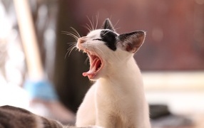 Yawning black and white cat