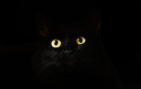 Yellow glowing eyes of a cat on a black background