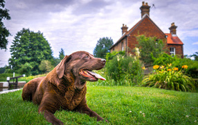 A brown labrador with his tongue hanging out lies on the grass