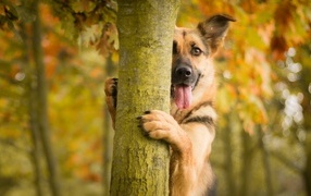 A shepherd dog with his tongue hanging out stands near a tree