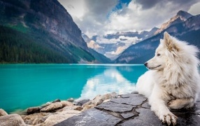 A white dog lies on the shore of a blue mountain lake
