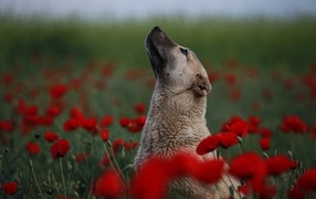 Большая собака сидит в цветах красного мака