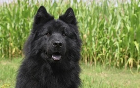 Черная евразийская собака сидит на траве
