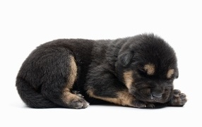 Blind little German Shepherd puppy in front of a white background