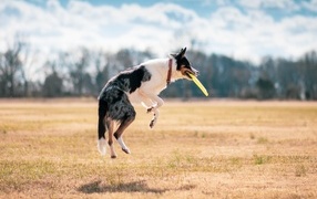 Border collie dog catches a plate