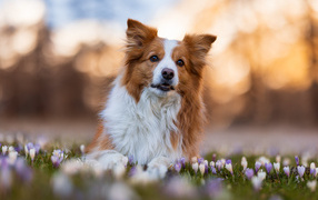 Border collie dog lies in flowers