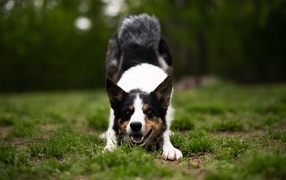 Border collie dog playing on the grass
