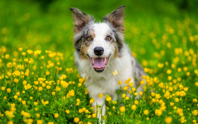Border collie with tongue hanging out sitting in the grass