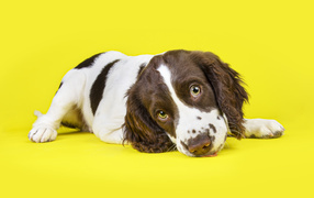 Cute spaniel puppy on yellow background